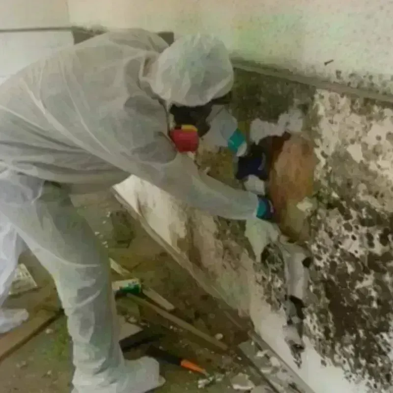 Mold Remediation and Removal in Foard County, TX